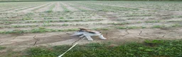 Husky cani in vendita: Husky maschio - Annuncio 6
