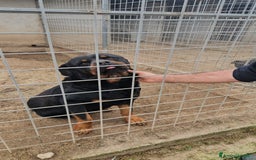 Rottweiler cani in regalo: Ares: 5 anni, Rottweiler equilibrato, socievole  a Città Metropolitana di Genova - Immagine 9