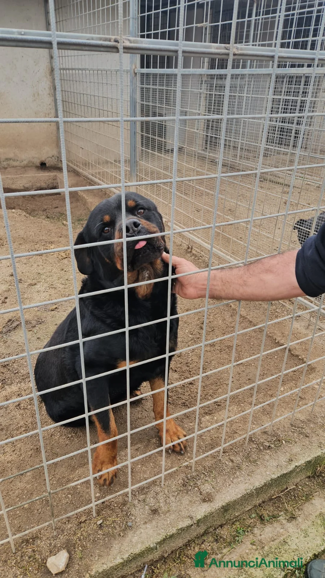 Rottweiler cani in regalo: Ares: 7 anni, Rottweiler equilibrato, socievole  a Città Metropolitana di Genova - Annuncio 12
