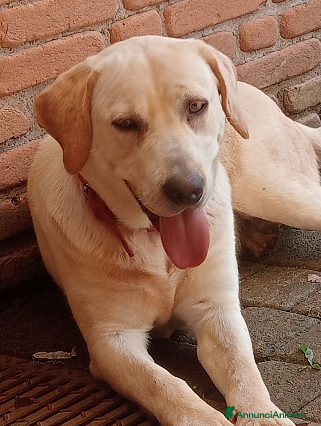 Labrador cani in regalo: Regalo Labrador  a Provincia di Frosinone - Immagine 3