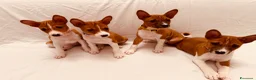 Basenji cani in vendita: Basenji disponibili con pedigree ENCI - Annuncio 6