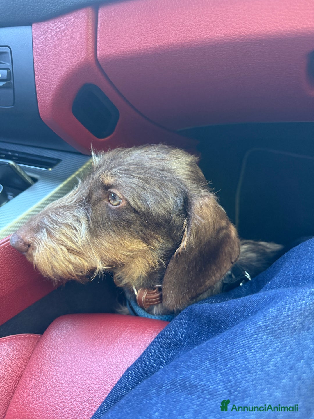 Bassotto cani per accoppiamento: Accoppiata bassotto a pelo duro  - Annuncio 3