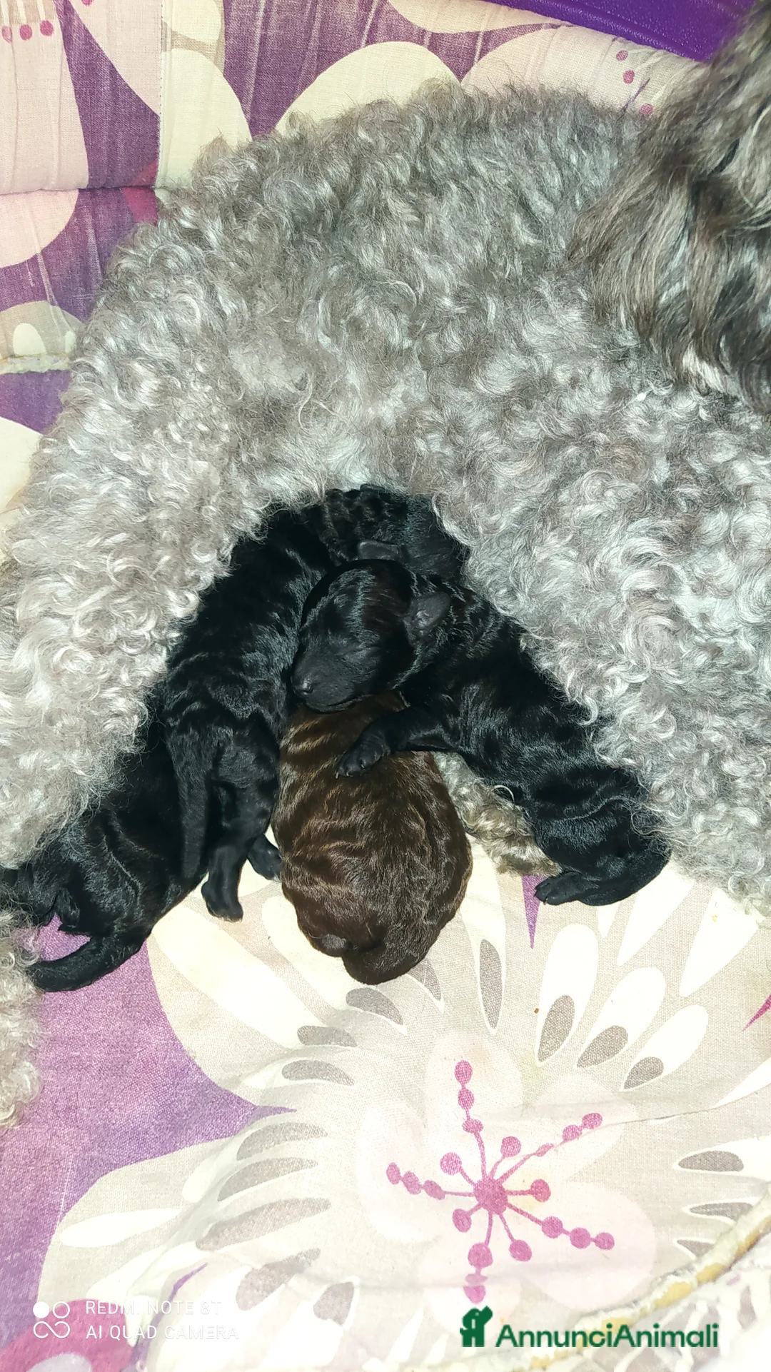 Barboncino Toy cani in vendita: Barboncini Toy Marrone e Nero - Annuncio 2