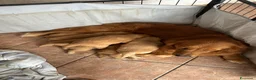 Golden Retriever cani in vendita: Disponibile ultimo cucciolo di Golden Retriever  - Annuncio 2