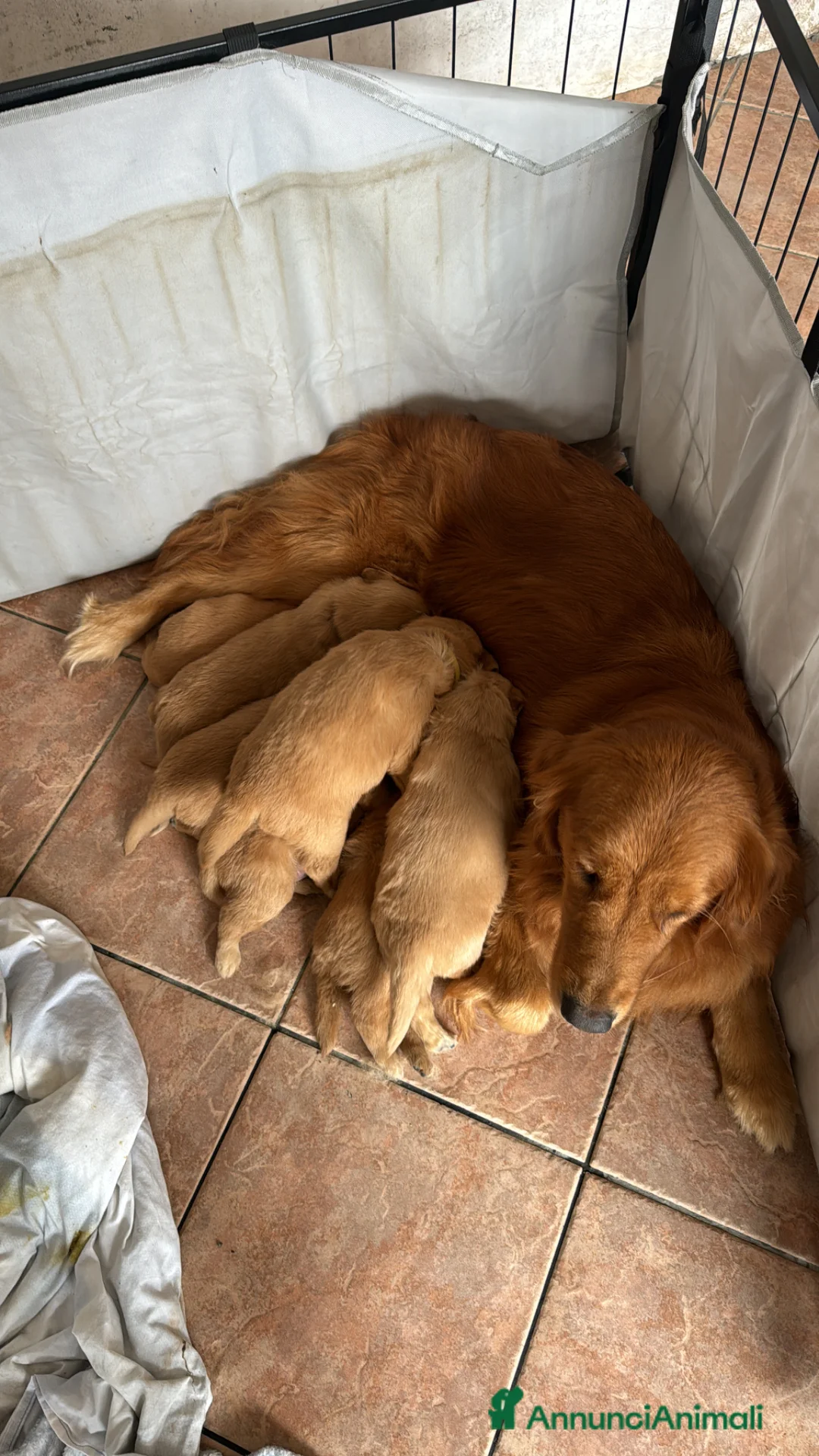 Golden Retriever cani in vendita: Disponibile ultimo cucciolo di Golden Retriever  - Annuncio 2