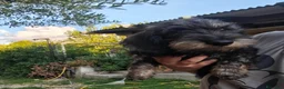 Bassotto Nano cani in vendita: Femmine di bassotto nano - Annuncio 3