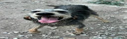 Meticcio cani in regalo: Porthos 5 anni Taglia media  - Annuncio 4