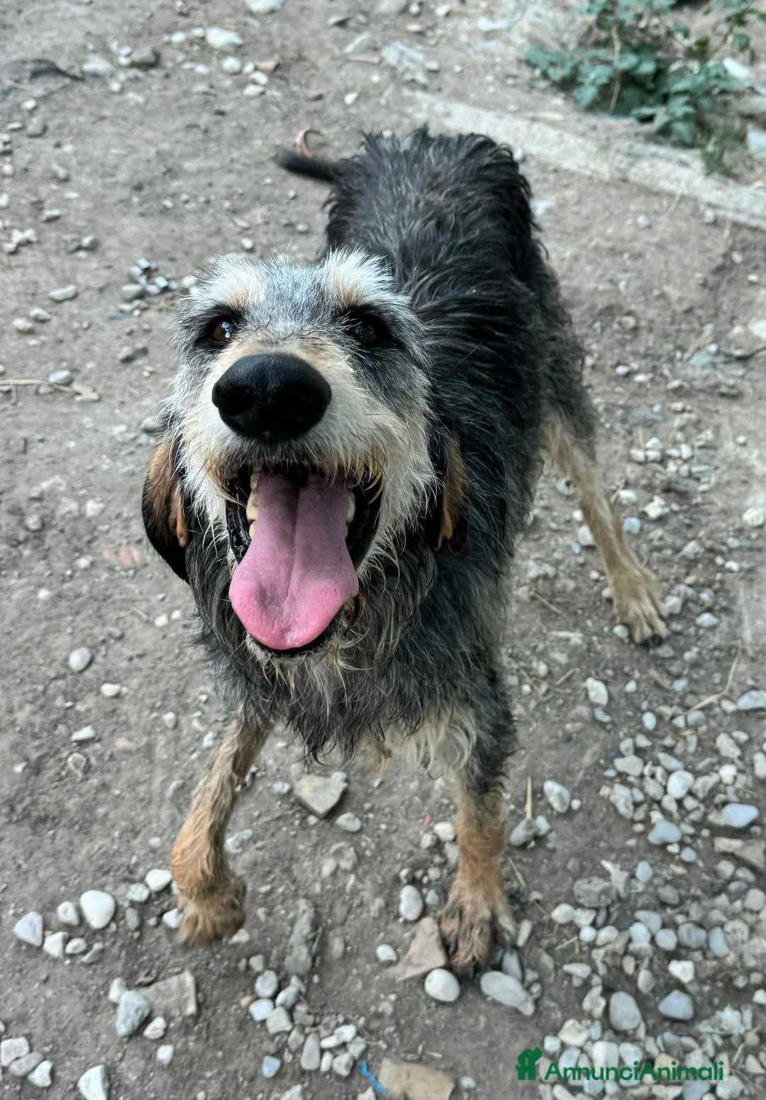 Meticcio cani in regalo: Porthos 5 anni Taglia media  - Annuncio 4