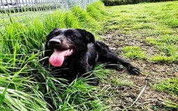 Labrador cani in regalo: ANTONIA, mix labradorina cioccolato a Provincia di Latina - Immagine 9