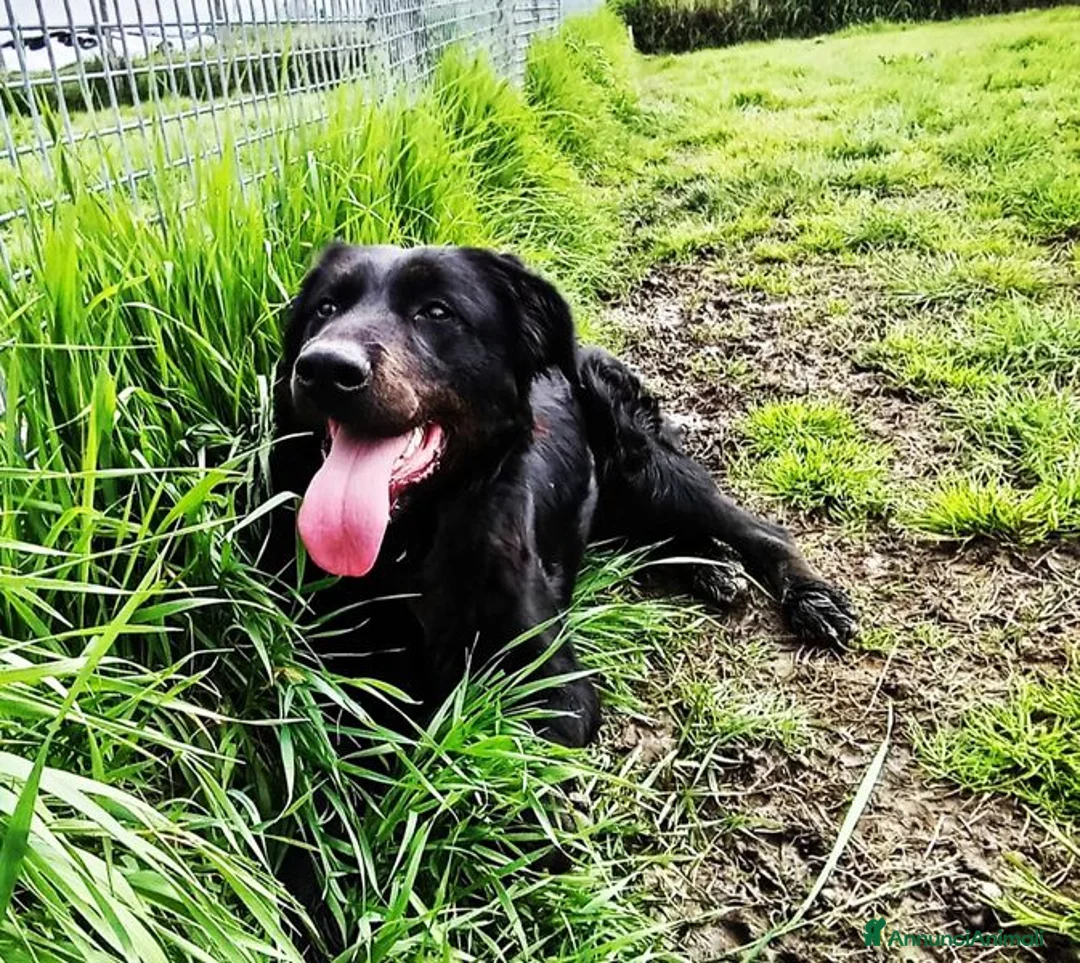 Labrador cani in regalo: ANTONIA, mix labradorina cioccolato a Provincia di Latina - Annuncio 9