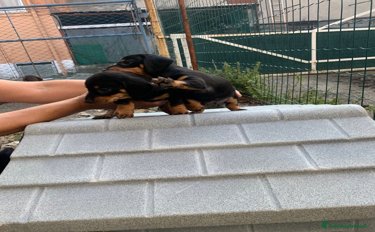 Bassotto cani a Provincia di Bergamo - Annuncio 3