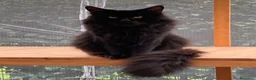 Maine Coon gatti in vendita: Cuccioli di Maine Coon disponibili - Annuncio 7