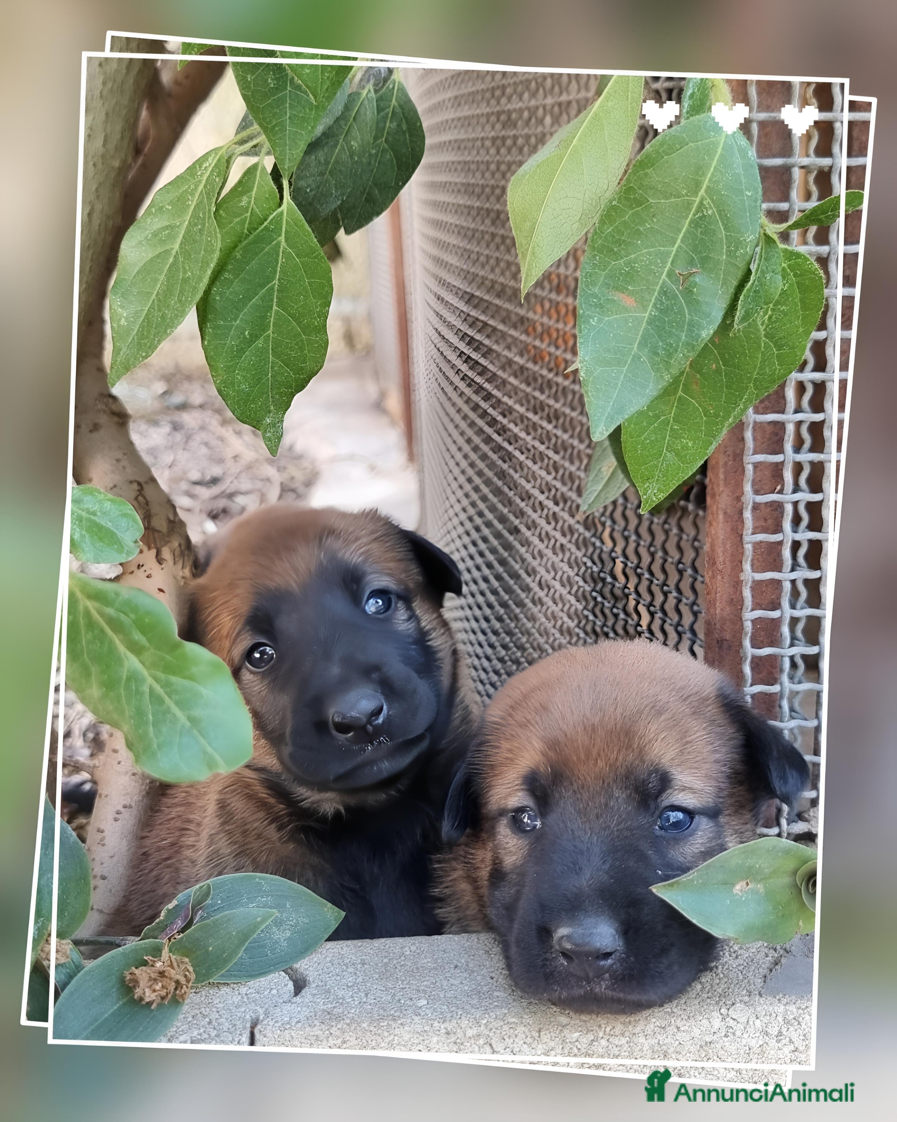 Pastore Belga cani Allevamento Pastore Belga Malinois in Calabria.  - Annuncio 2