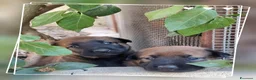 Pastore Belga cani in vendita: Allevamento Pastore Belga Malinois in Calabria.  a Provincia di Cosenza - Annuncio 1
