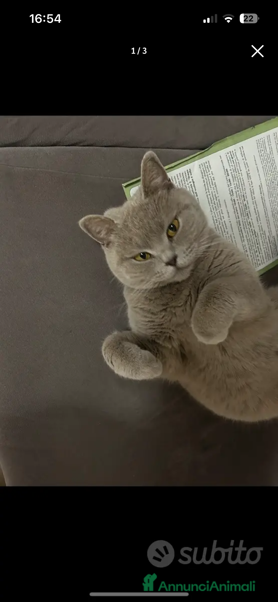 Scottish gatti in regalo: Gattona scottish cerca casa  - Annuncio 1