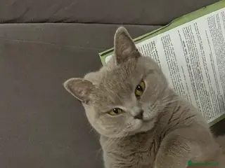 Scottish gatti Gattona scottish cerca casa - Annuncio 1