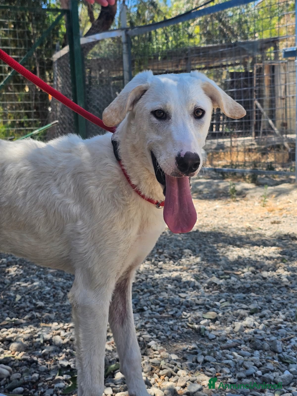 Meticcio cani RADJA  a Provincia di Crotone - Annuncio 2