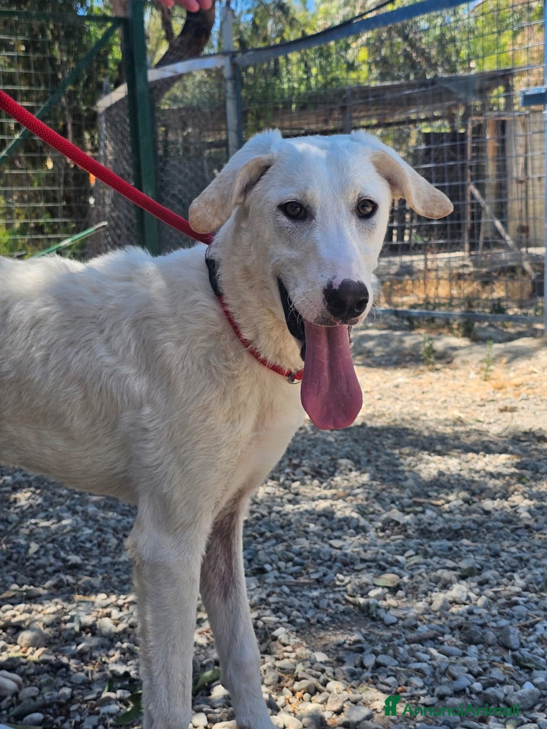 Meticcio cani in regalo: RADJA  a Provincia di Crotone - Annuncio 2