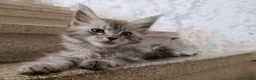Maine Coon gatti in vendita: Cucciola Maine Coon silver - Annuncio 7
