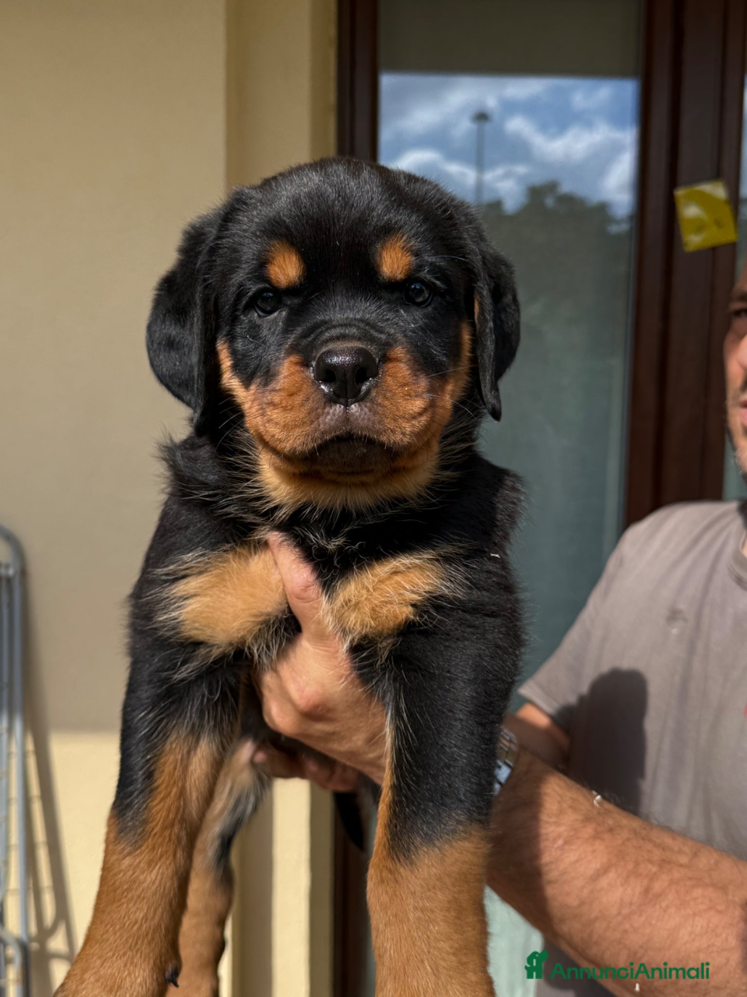 Rottweiler cani Cuccioli di Rottwelier con pedigree  - Annuncio 2