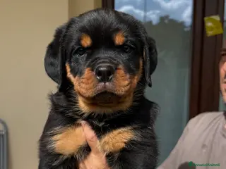 Rottweiler cani Cuccioli di Rottwelier con pedigree - Annuncio 2