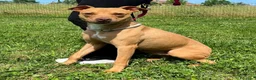 Meticcio cani in regalo: CARLETTO PIT BULLINO - Annuncio 4