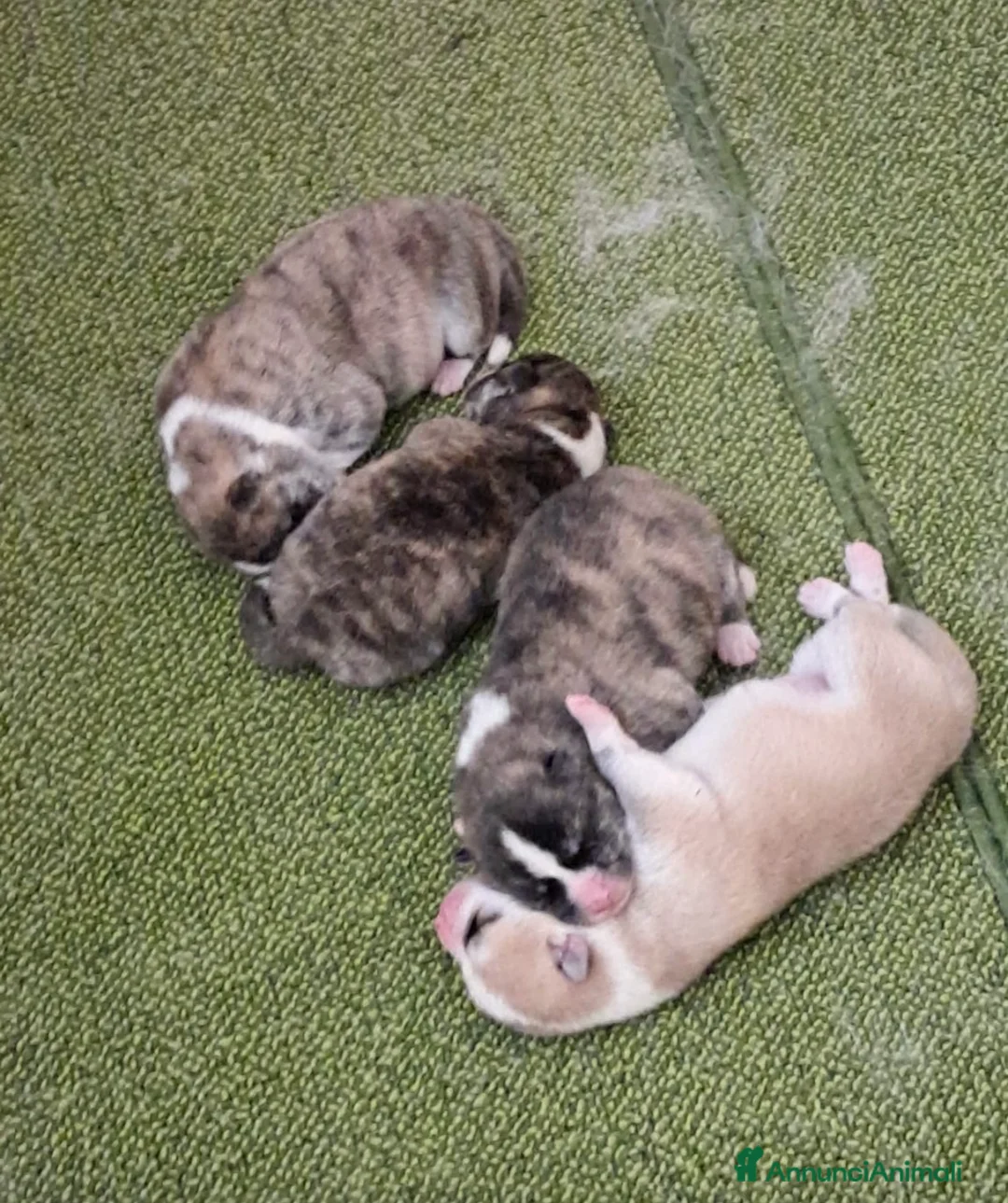 Akita Inu cani in vendita: Cuccioli Akita inu in vendita  - Annuncio 3