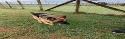 Pastore Tedesco cani in regalo: Sara Jane - Annuncio 9