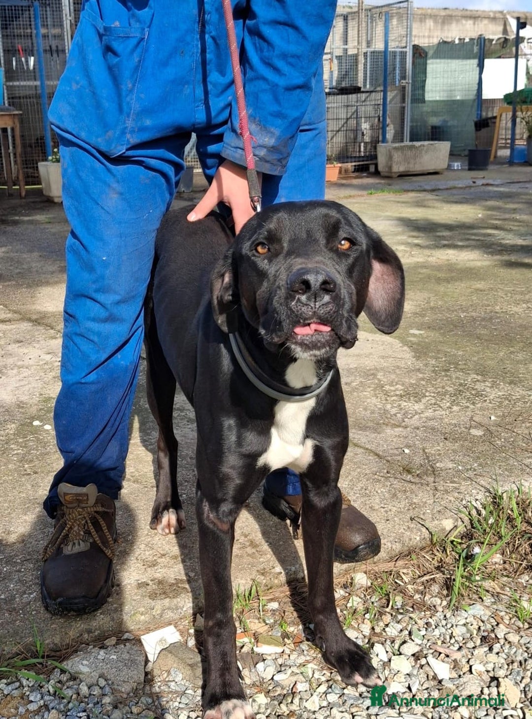 Meticcio cani in regalo: BENNY 💙 - cuore d’oro, nessuno chiama per lui 😢 - Annuncio 3