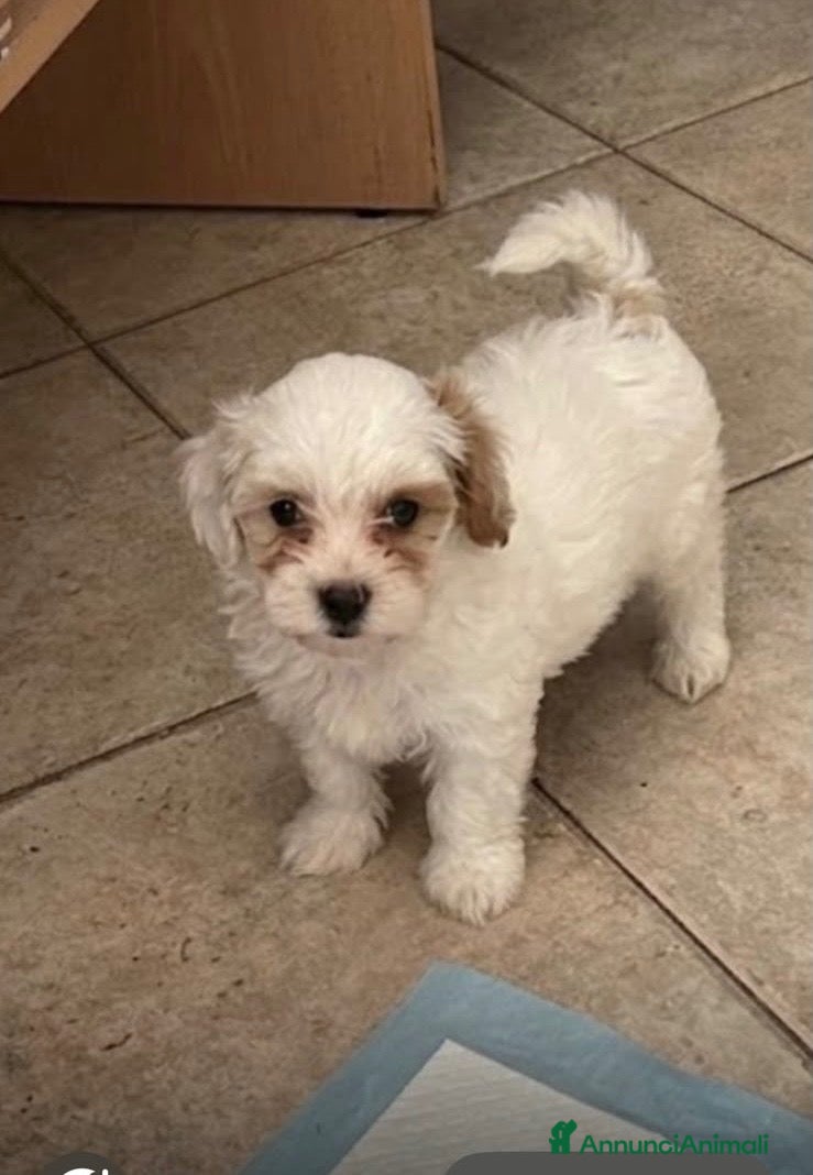 Maltipoo cani Maltipo - Annuncio 4