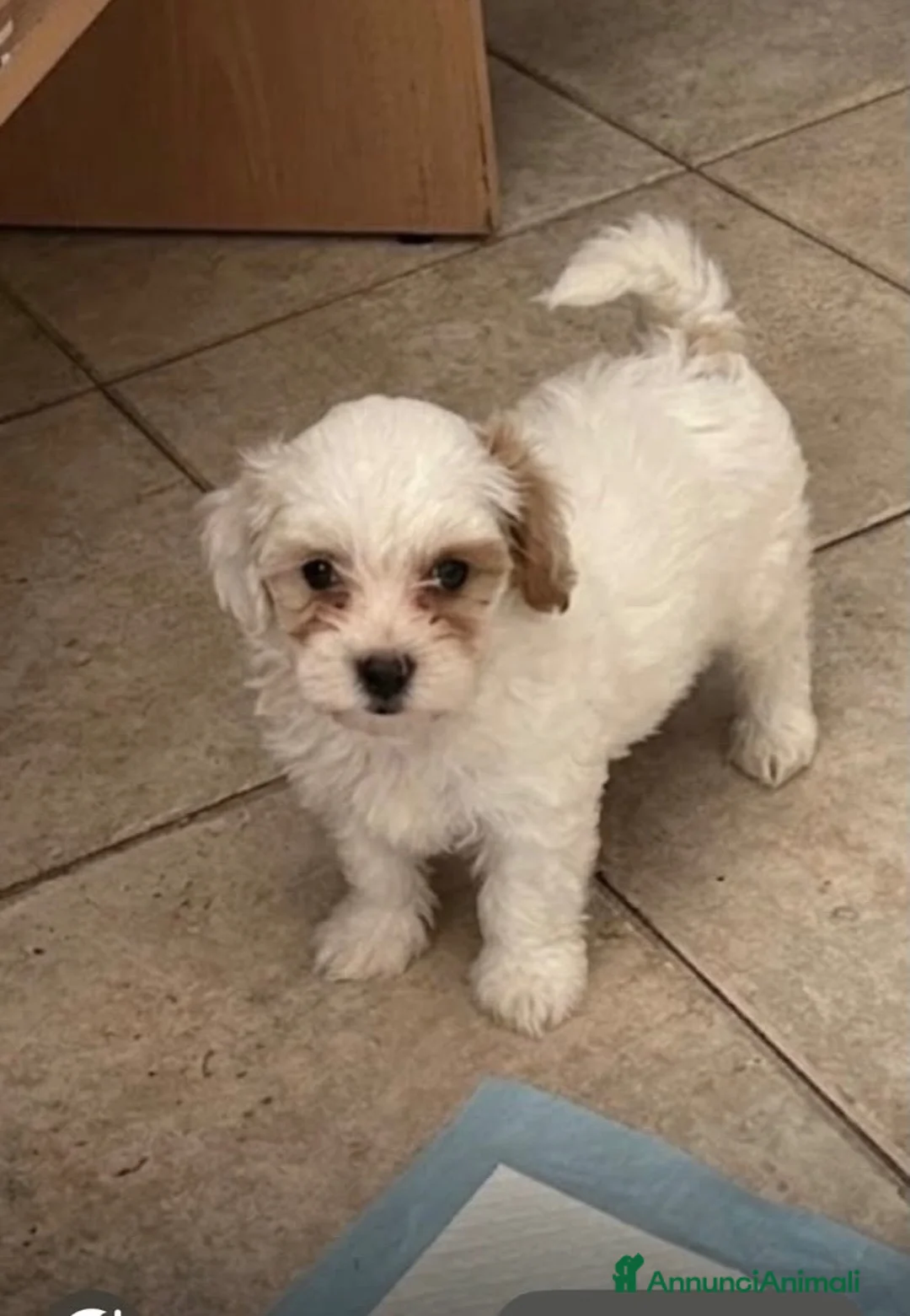 Maltipoo cani in vendita: Maltipo - Annuncio 1