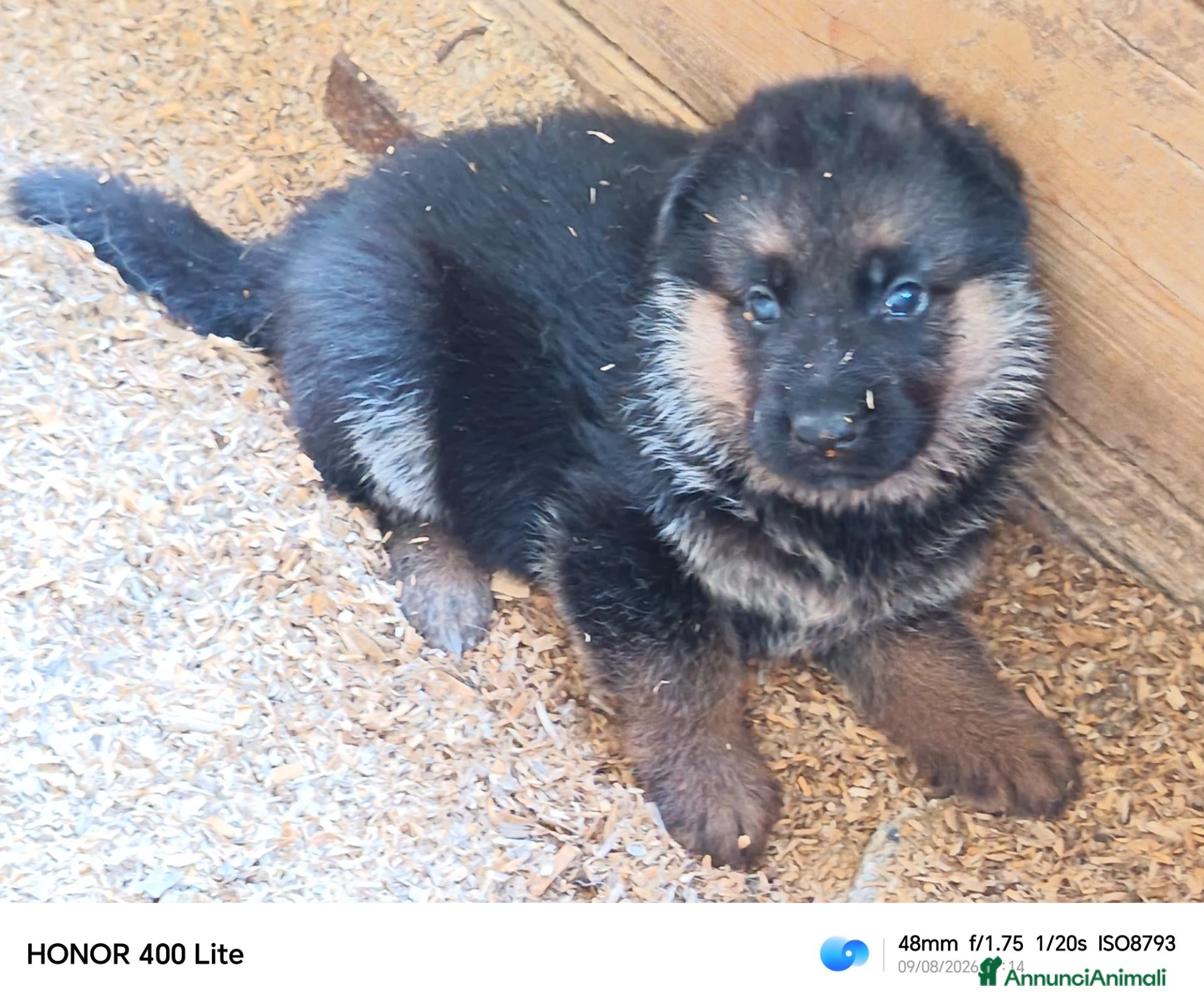 Pastore Tedesco cani Cuccioli di pastore tedesco  - Annuncio 2