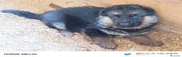 Pastore Tedesco cani in vendita: Cuccioli di pastore tedesco  - Annuncio 1
