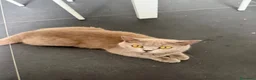 Altre razze gatti in vendita: vendo 4 gattini - Annuncio 3