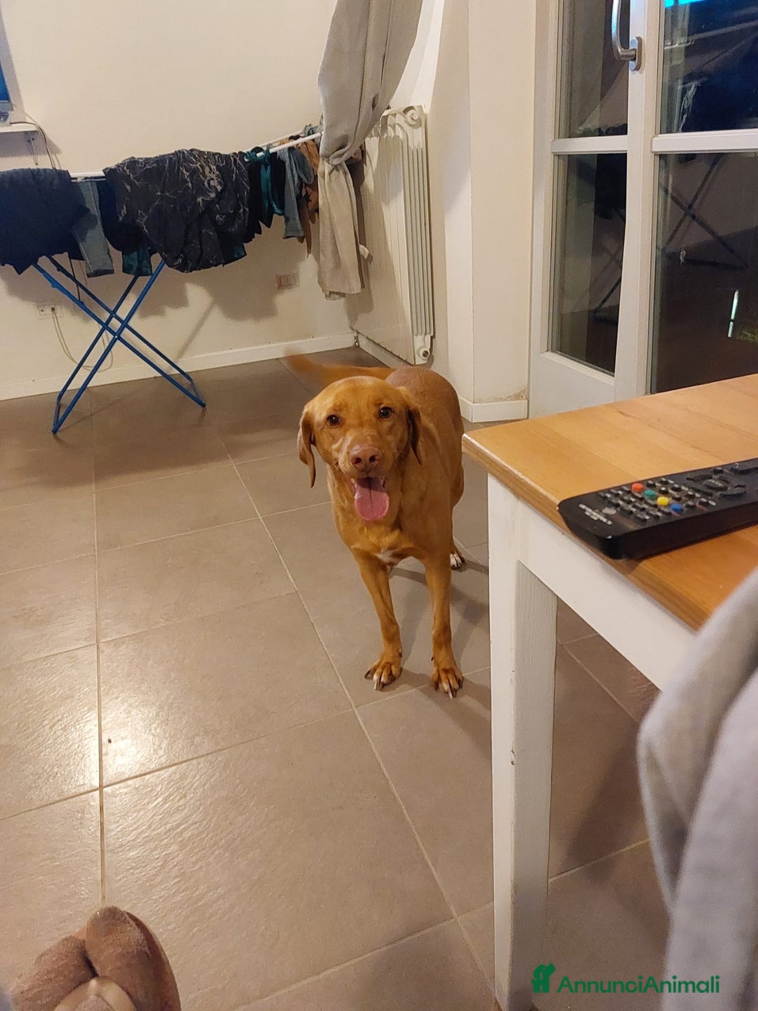 Meticcio cani in regalo: Loki cerca casa - Annuncio 2