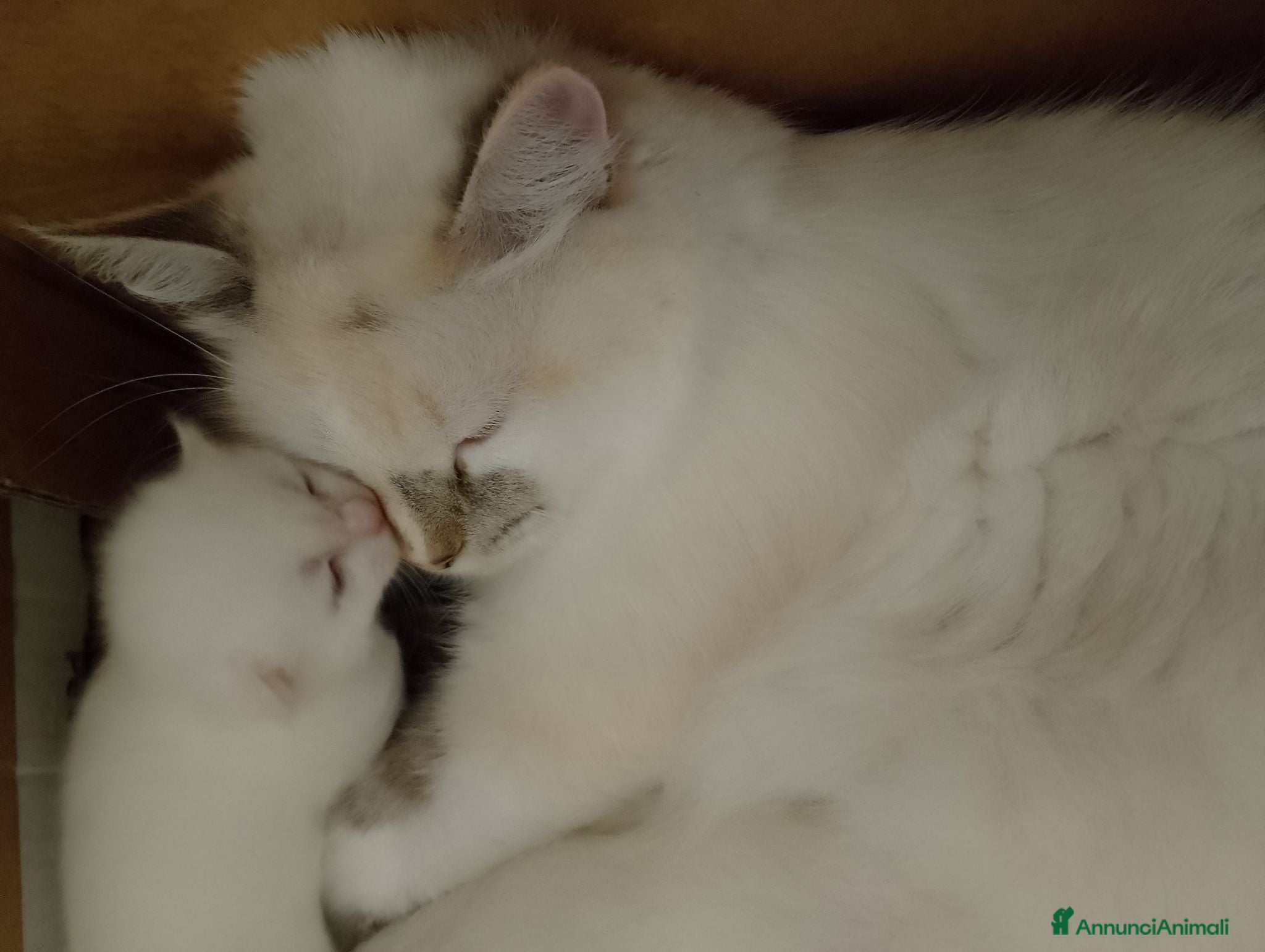 Siberiano gatti Cuccioli di Siberiano Neva Masquerade  - Annuncio 1