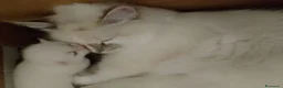 Siberiano gatti in vendita: Cuccioli di Siberiano Neva Masquerade  a Provincia di Macerata - Annuncio 1