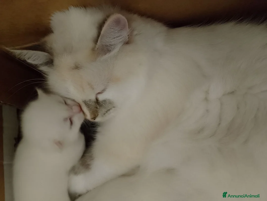 Siberiano gatti in vendita: Cuccioli di Siberiano Neva Masquerade  a Provincia di Macerata - Annuncio 1