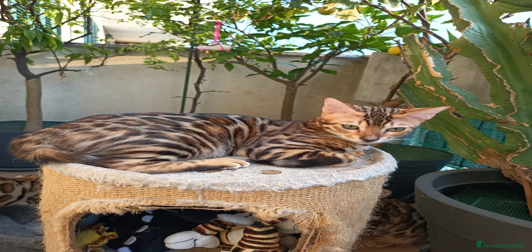 Immagine della galleria {{count}}