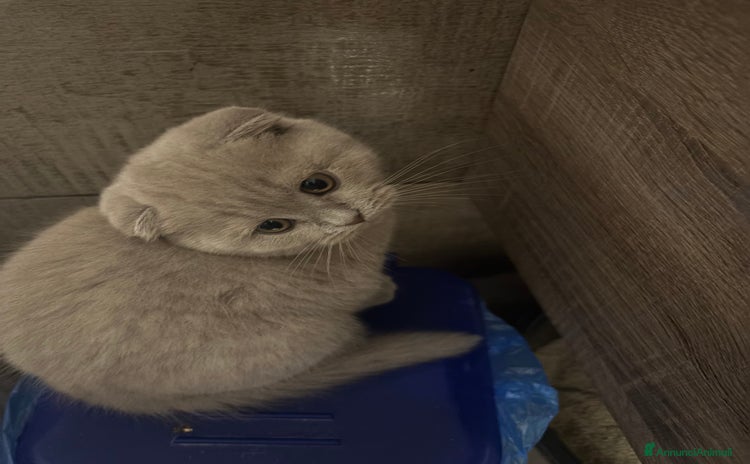 Scottish gatti a Provincia di Varese - Annuncio 16