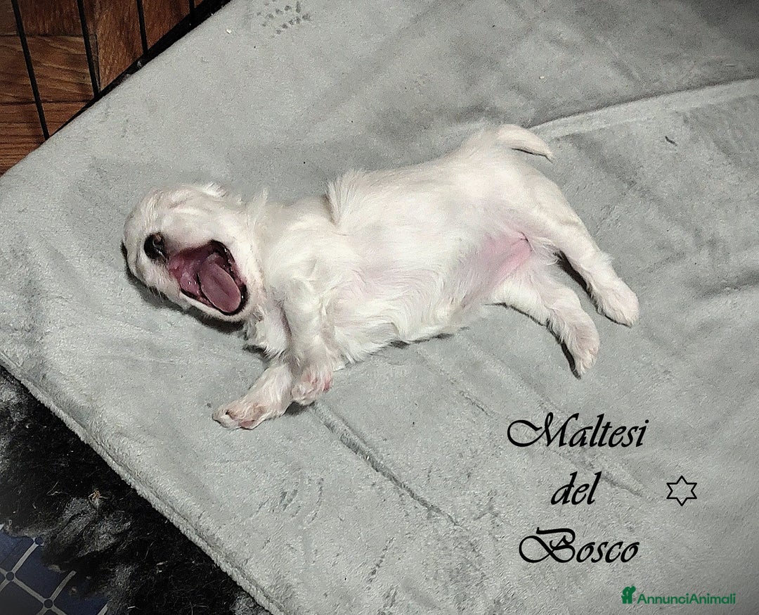 Maltese cani in vendita: Cuccioli di Maltese a Città Metropolitana di Torino - Immagine 2