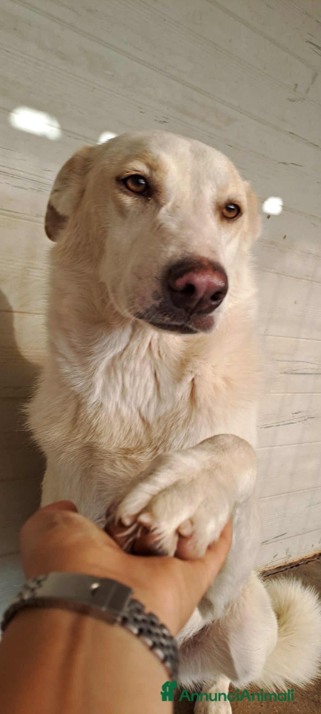 Meticcio cani in regalo: MOLLY  - Annuncio 5