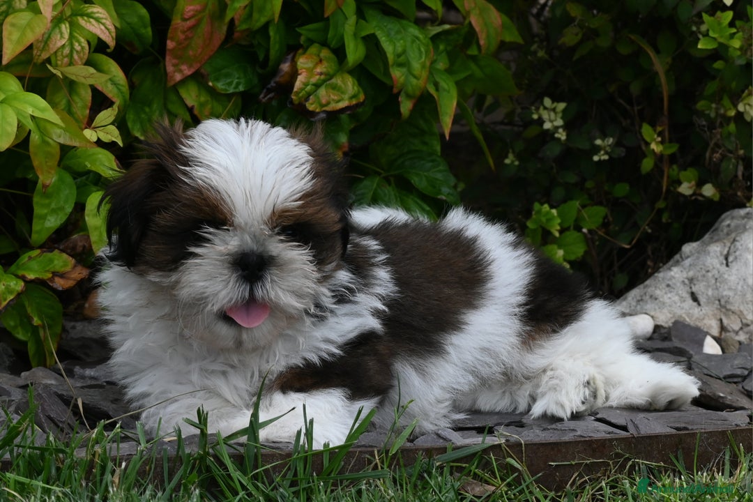 Shih Tzu cani in vendita: SHIH TZU CUCCIOLI PEDIGREE ENCI  a Provincia di Belluno - Immagine 2