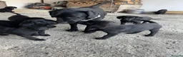 Labrador cani in vendita: Labrador retriver nero - Annuncio 2