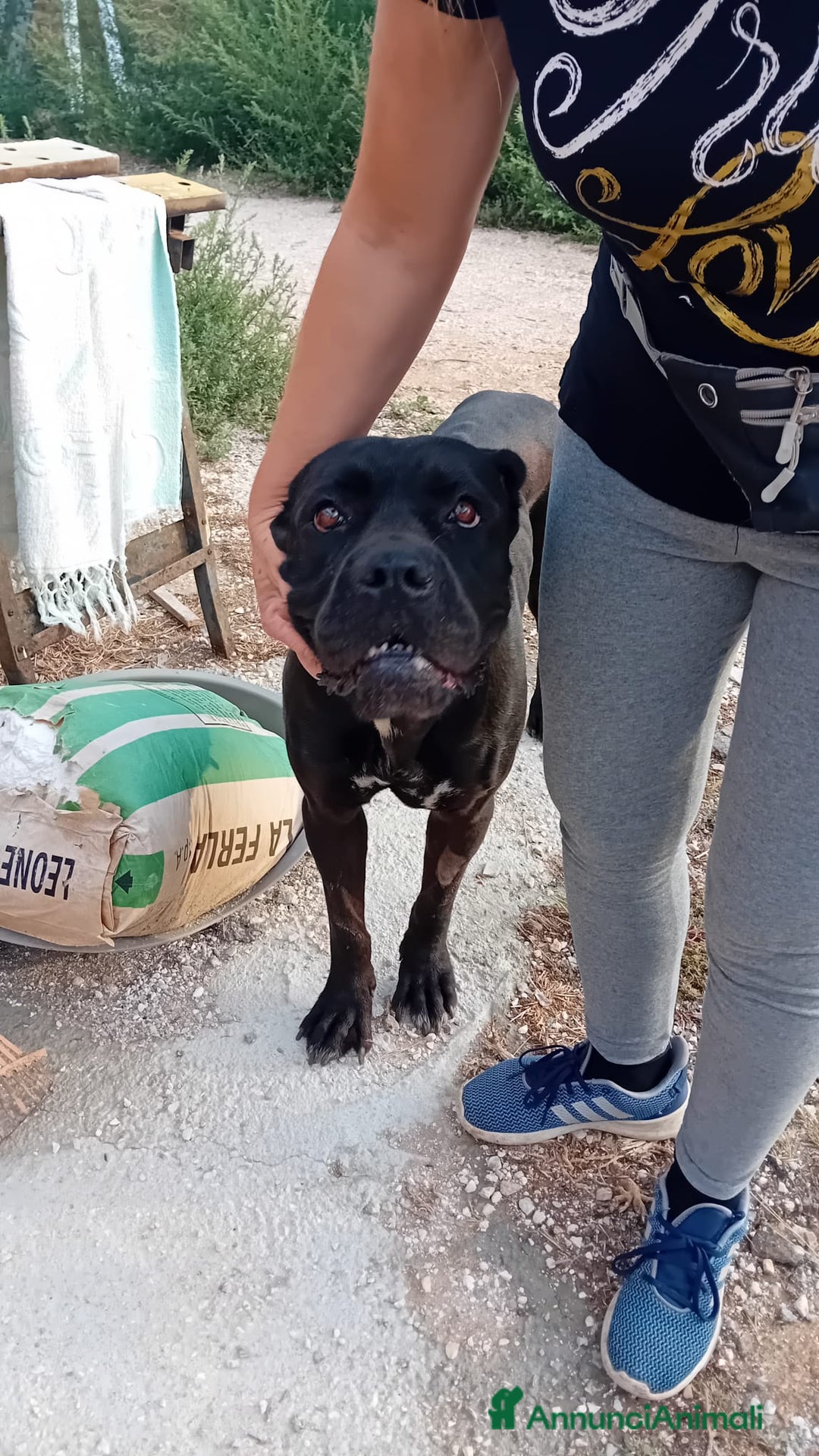 Altre razze cani in regalo: afry  - Annuncio 4