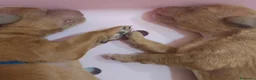 Barboncino cani in vendita: Cuccioli di barboncino red a Città Metropolitana di Bari - Annuncio 2