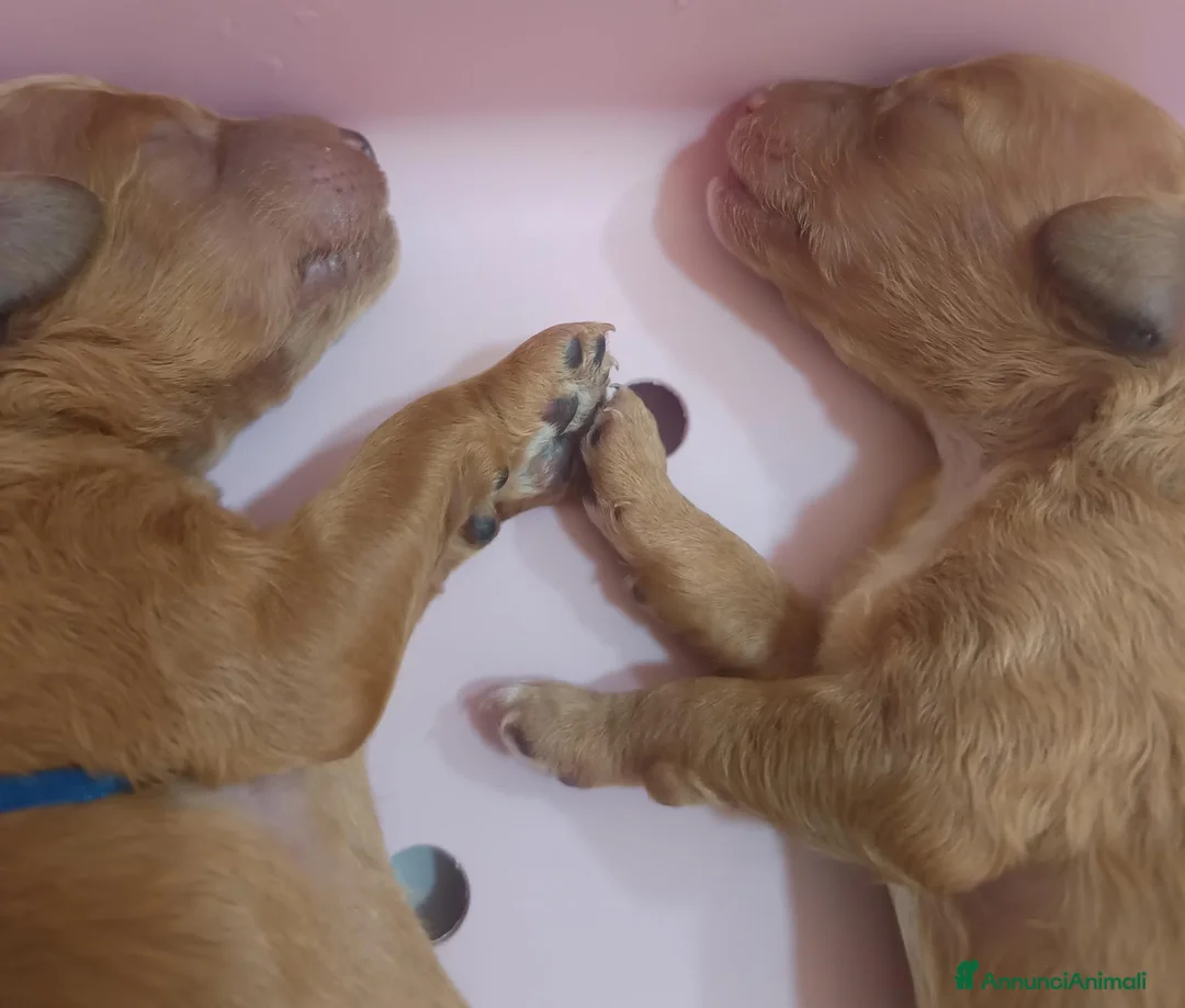 Barboncino cani in vendita: Cuccioli di barboncino red a Città Metropolitana di Bari - Annuncio 2