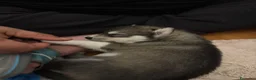 Husky cani in vendita: Cuccioli di Siberian husky  - Annuncio 11