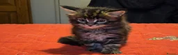 Maine Coon gatti in vendita: Vendo cuccio Maine Coon senza pedigree - Annuncio 4