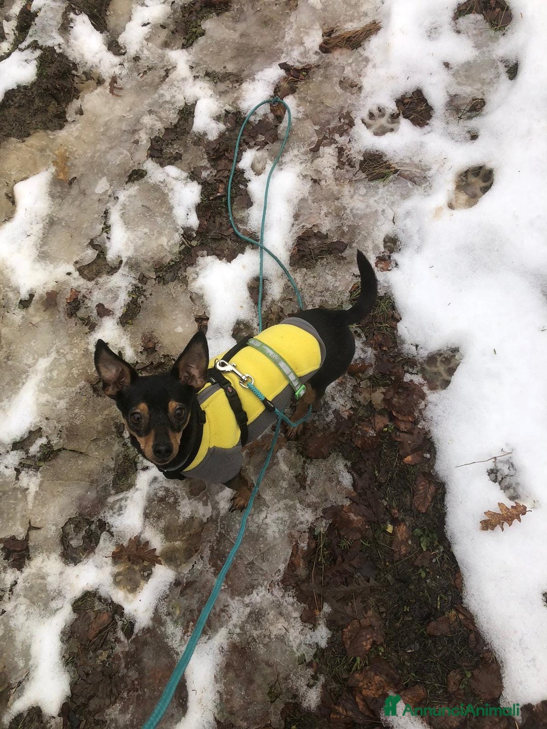 Pinscher Miniatura cani in regalo: STARLET, MINI PINSCHER dolcissima - Annuncio 19